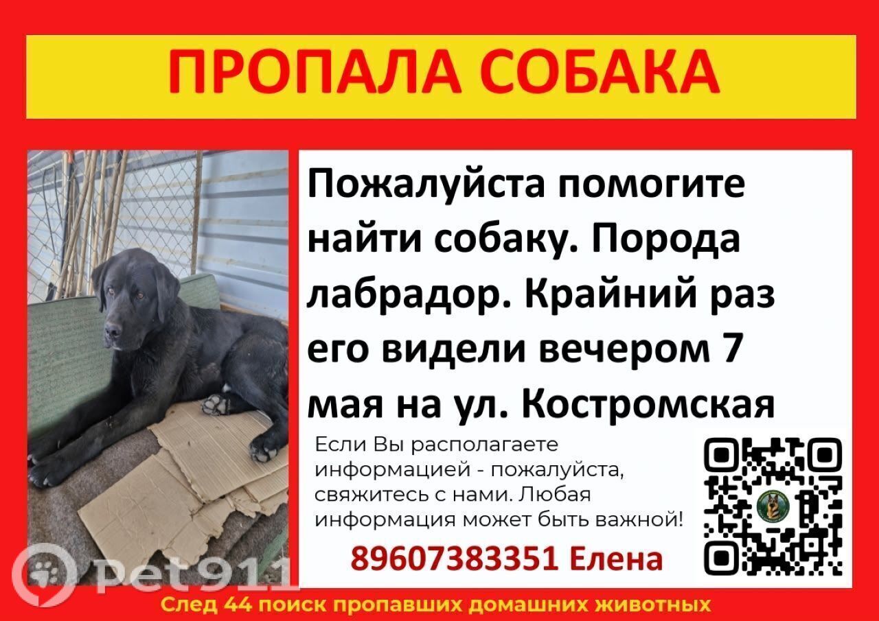 Найдена собака в Костроме — фото объявления