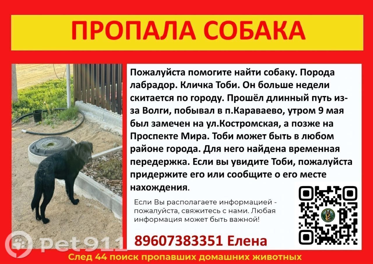 Найдена собака в Костроме — фото объявления