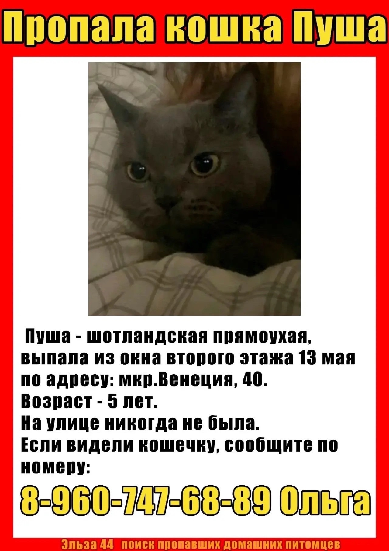 Найдена кошка в Костроме — фото объявления