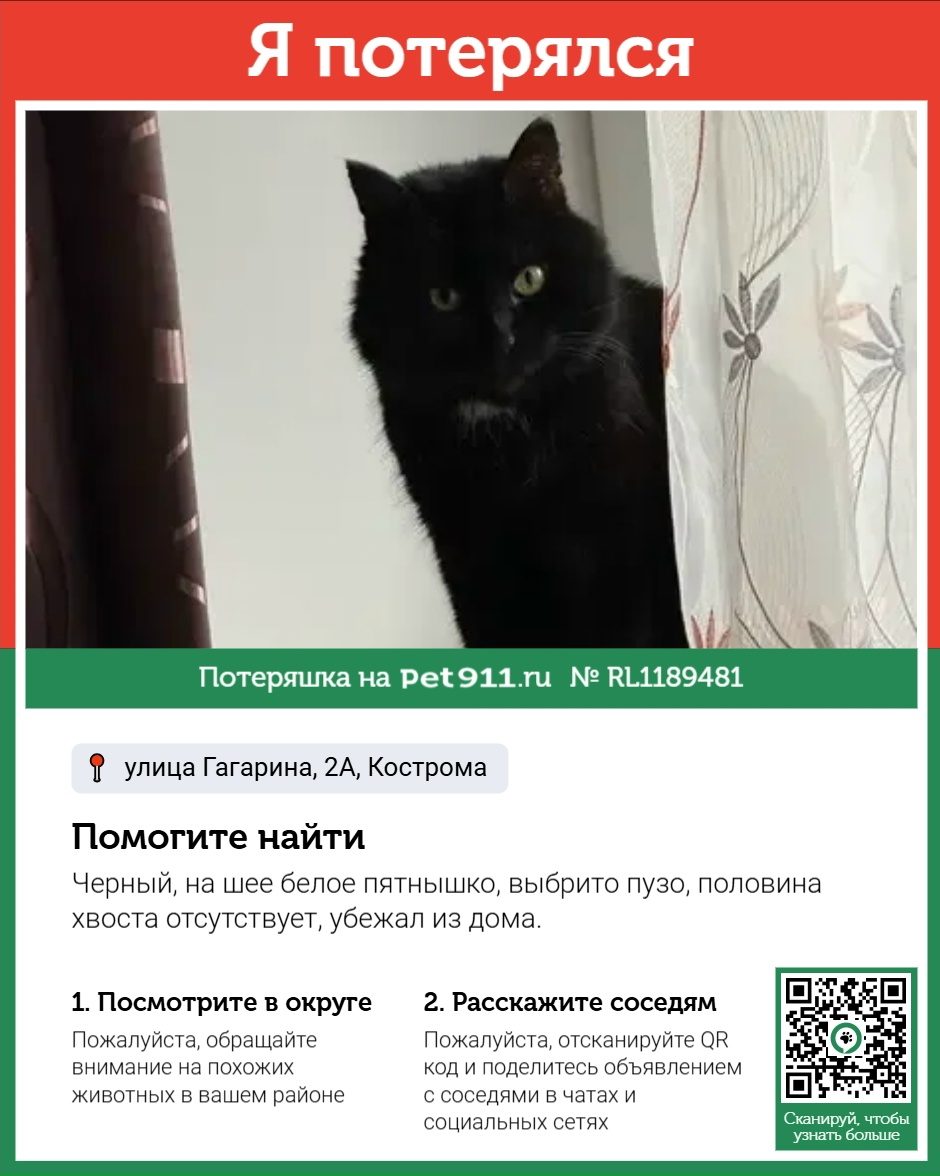 Найдена кошка в Костроме — фото объявления