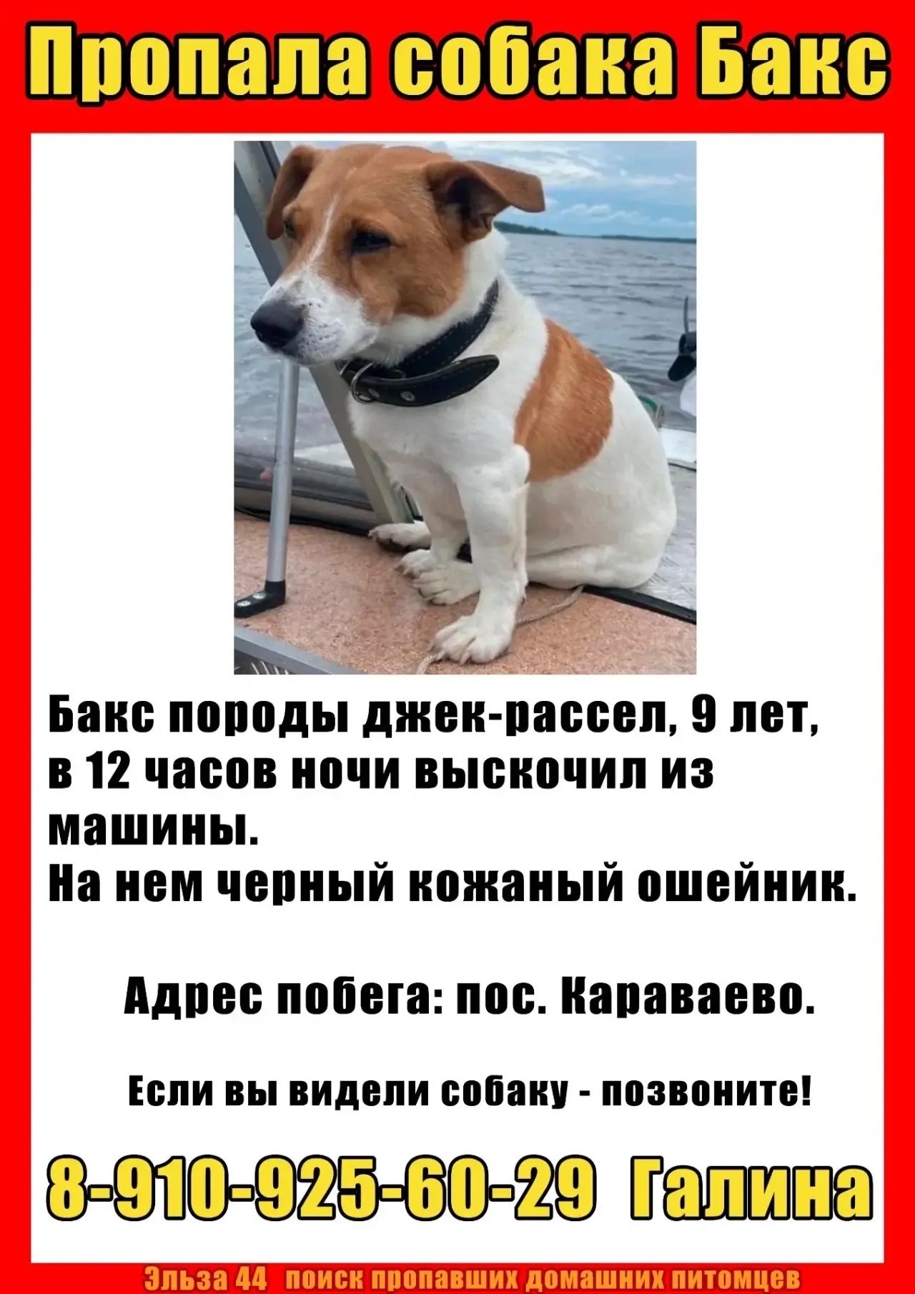 Объявление о питомце в Костроме — фото объявления