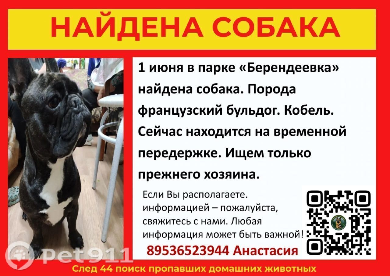 Найдена собака в Костроме — фото объявления
