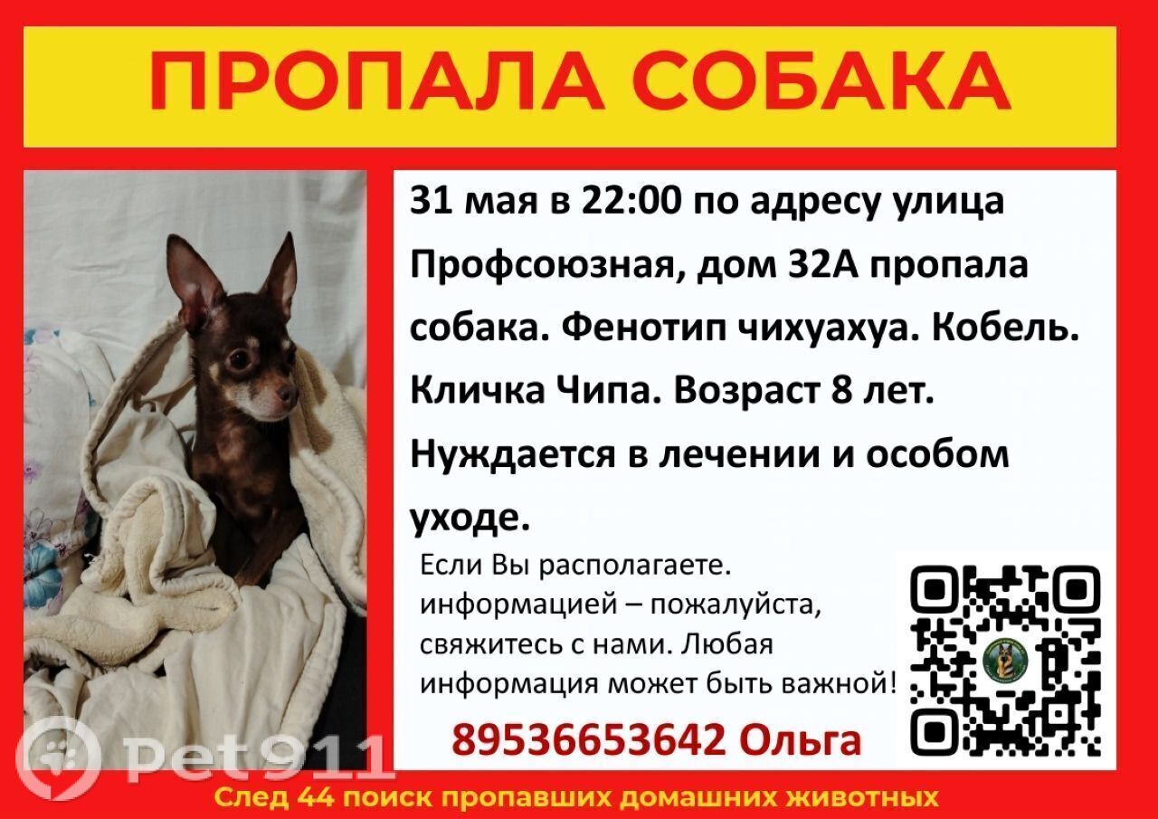 Найдена собака в Костроме — фото объявления