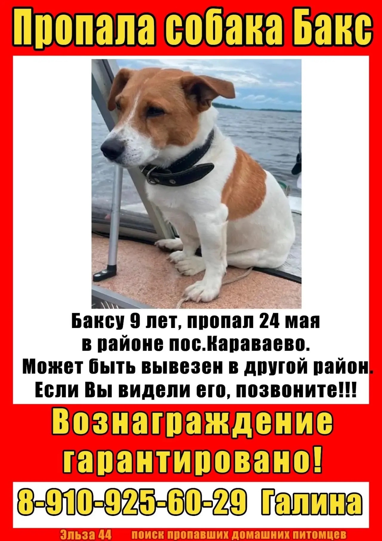 Найдена собака в Костроме — фото объявления