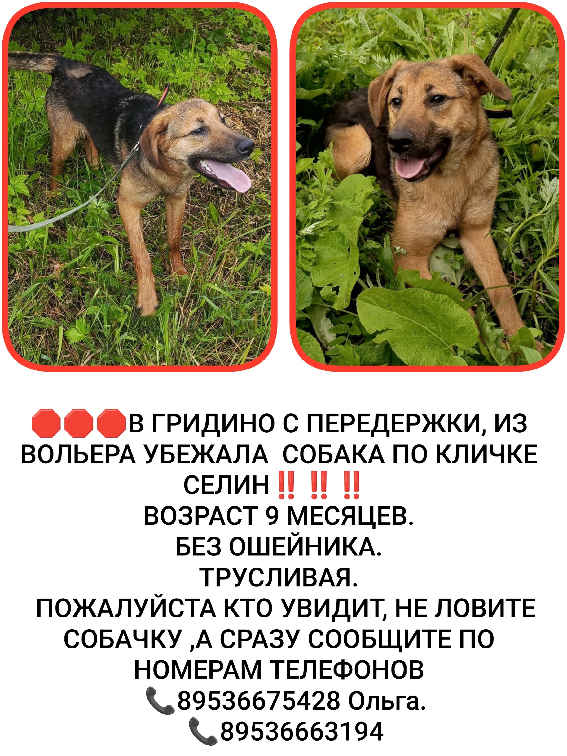 Найдена собака в Костроме — фото объявления