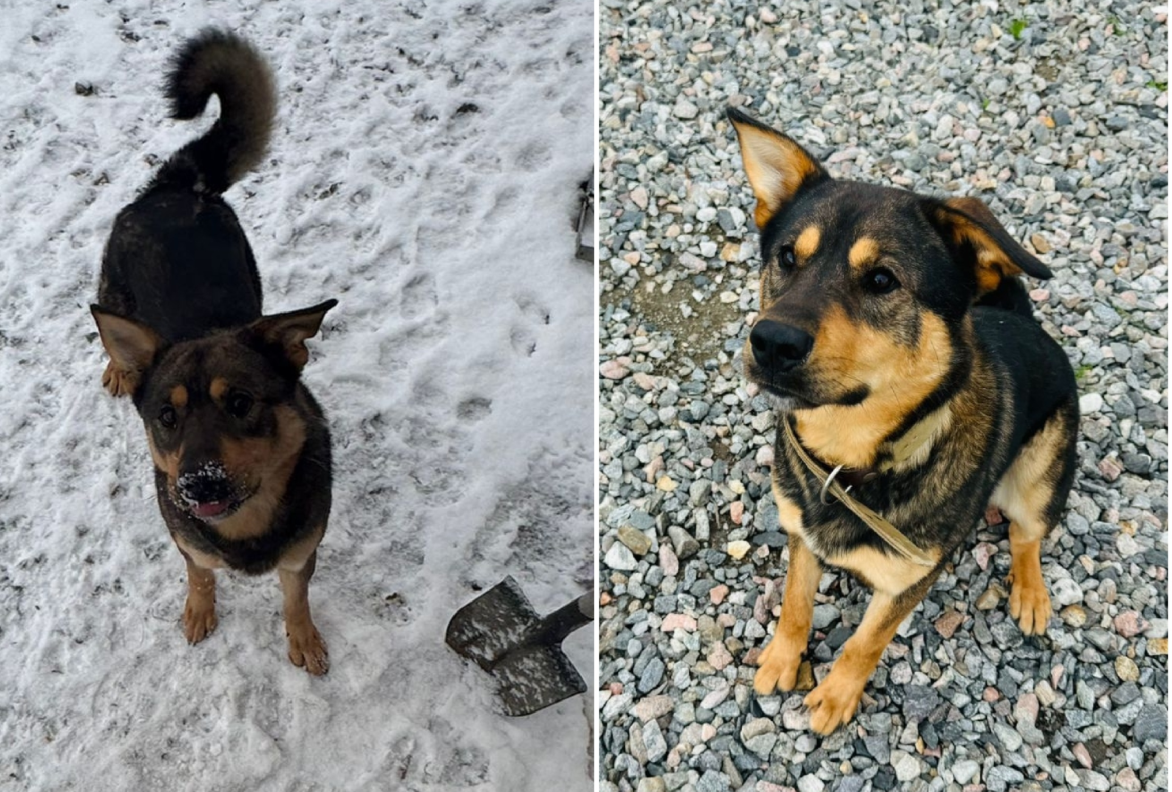 Объявление о питомце в Мурманске — МУРМАНСК. ВИНТИК 💙( 2 ГОДА)