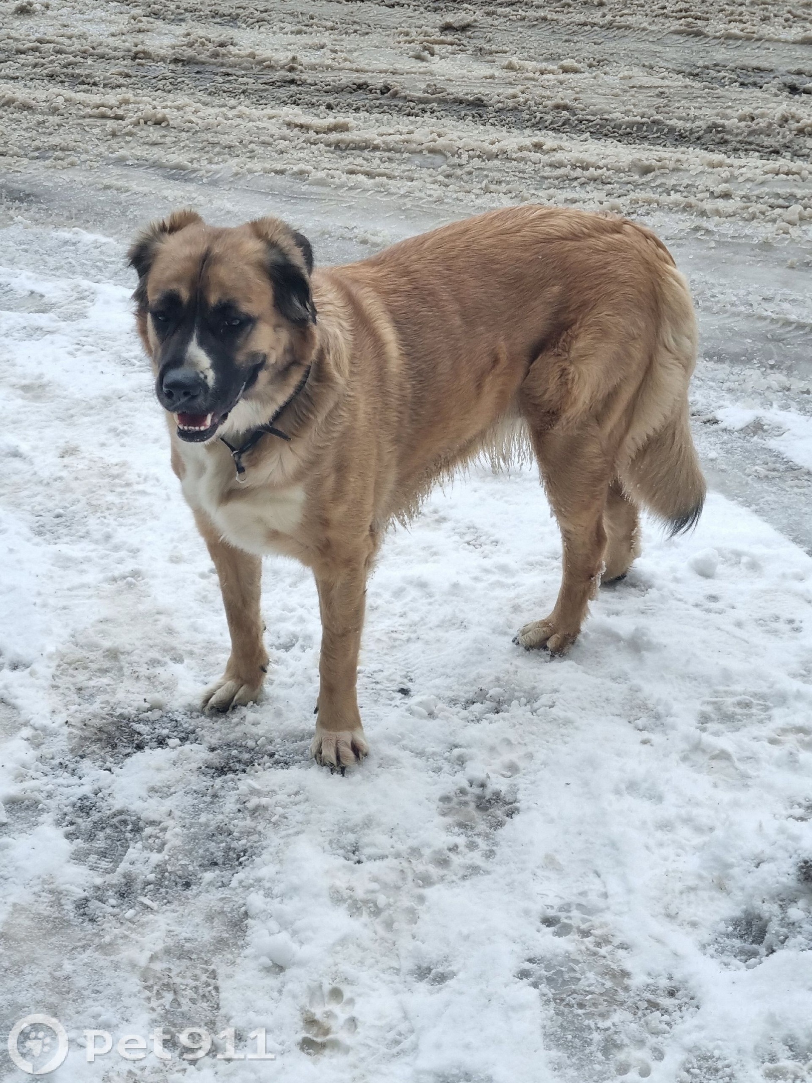 Найдена собака в Мурманске — фото объявления