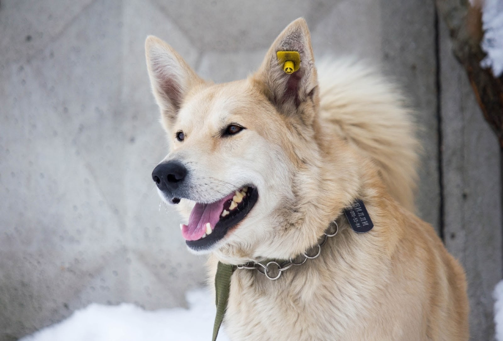 Пропала собака в Мурманске — фото объявления