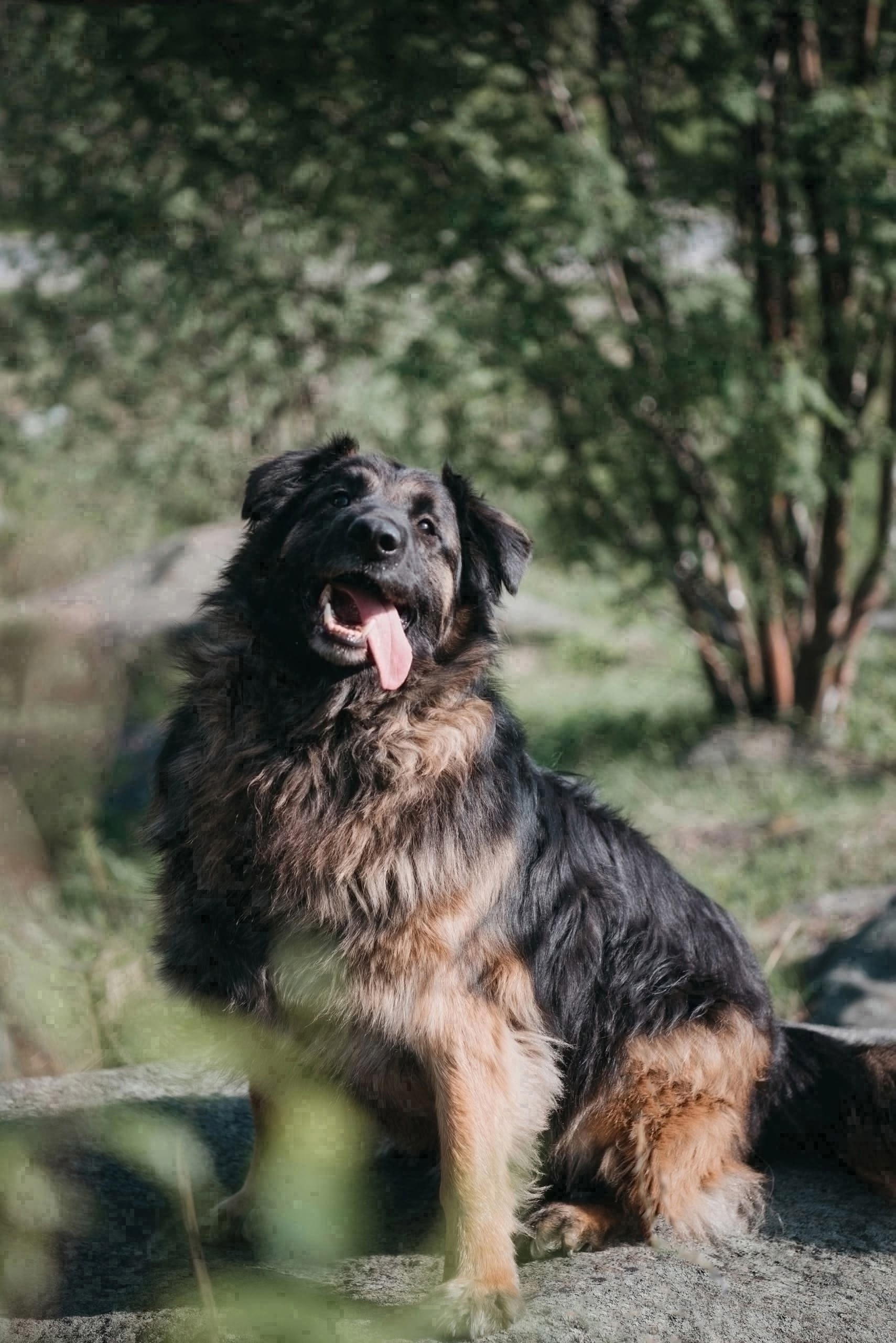 Найдена собака в Мурманске — фото объявления