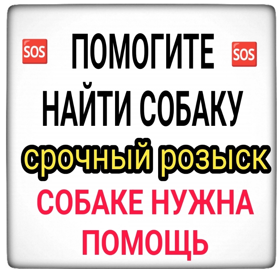 Найдена собака в Мурманске — фото объявления
