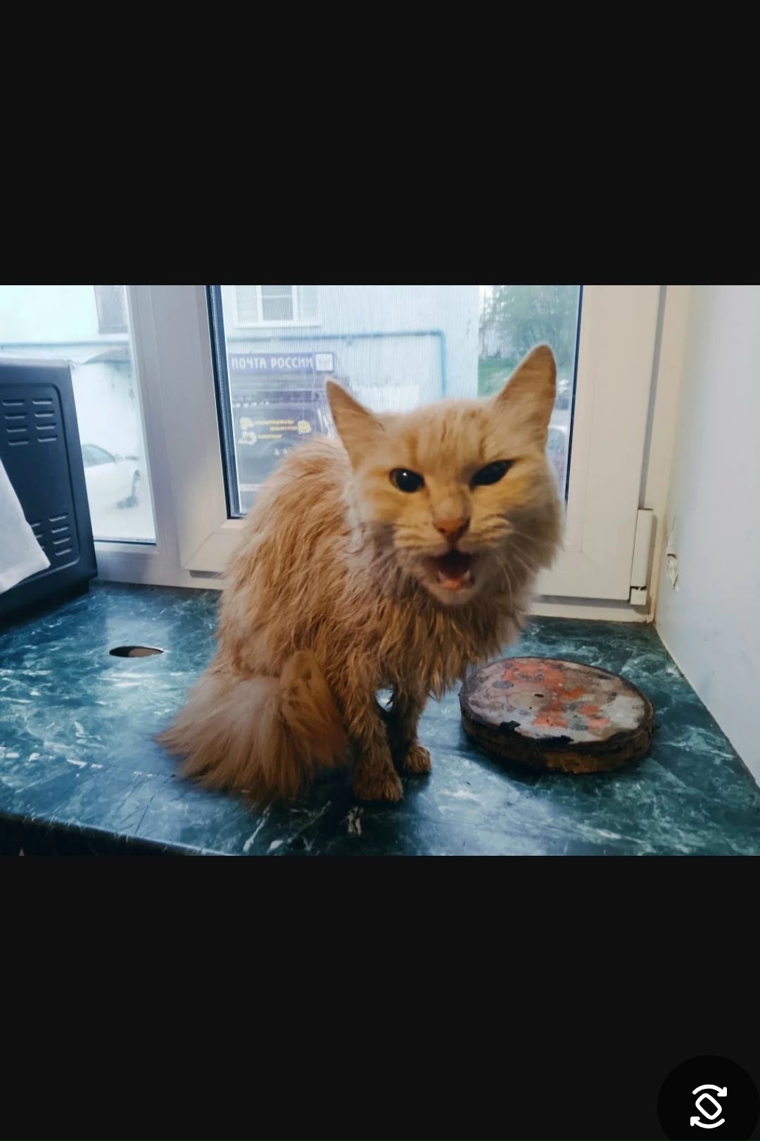 Найдена кошка в Мурманске — фото объявления