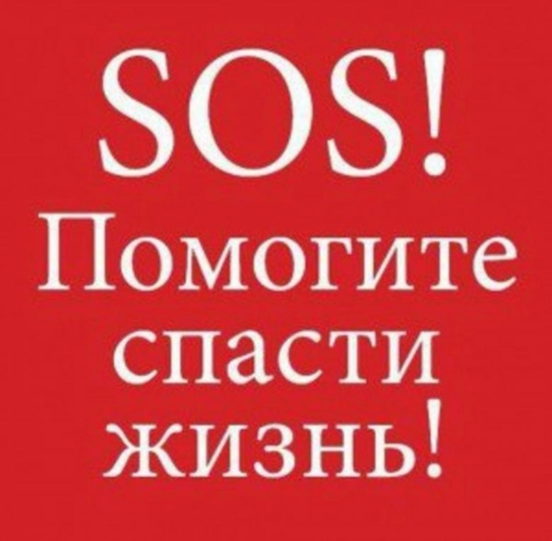 Найдена собака в Мурманске — фото объявления