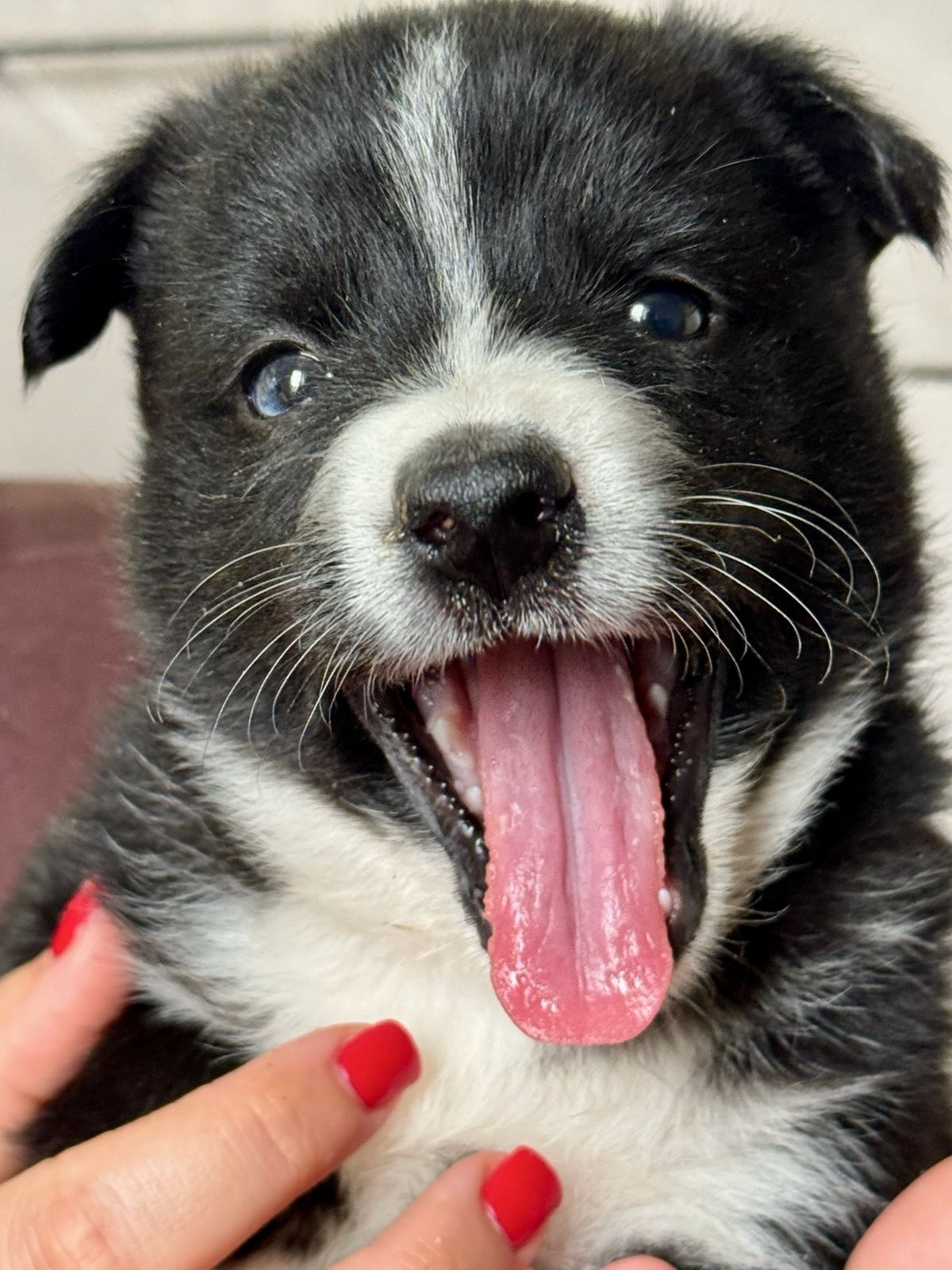 Пропала собака в Стерлитамаке — ♥️ Щенки в добрые руки! Мама — героиня и умница! 🐾
