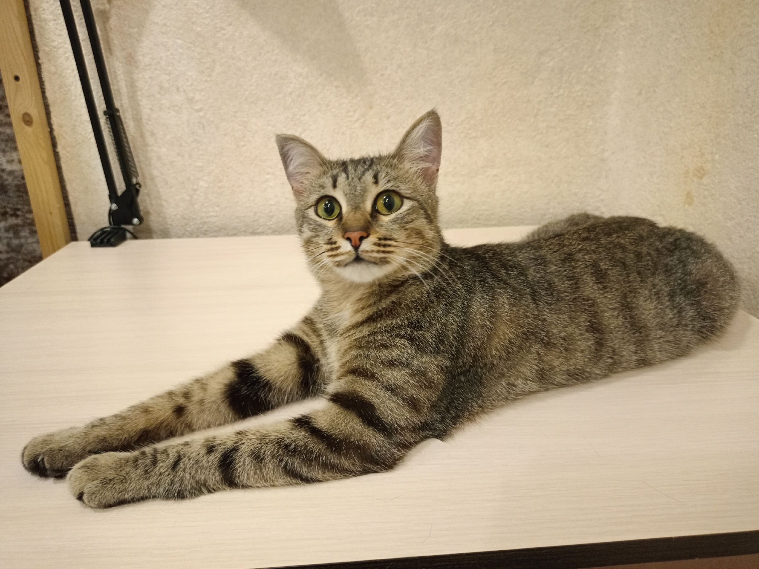 Пропала кошка в Стерлитамаке — фото объявления