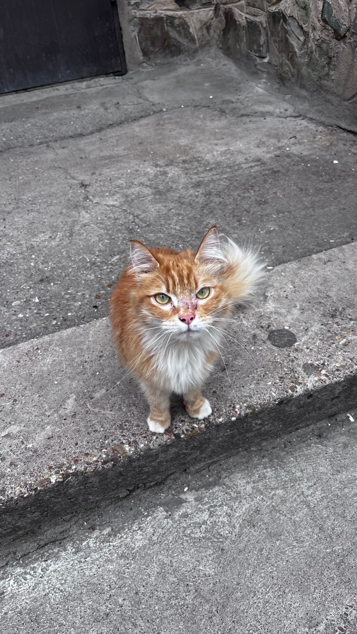 Пропала кошка в Стерлитамаке — фото объявления