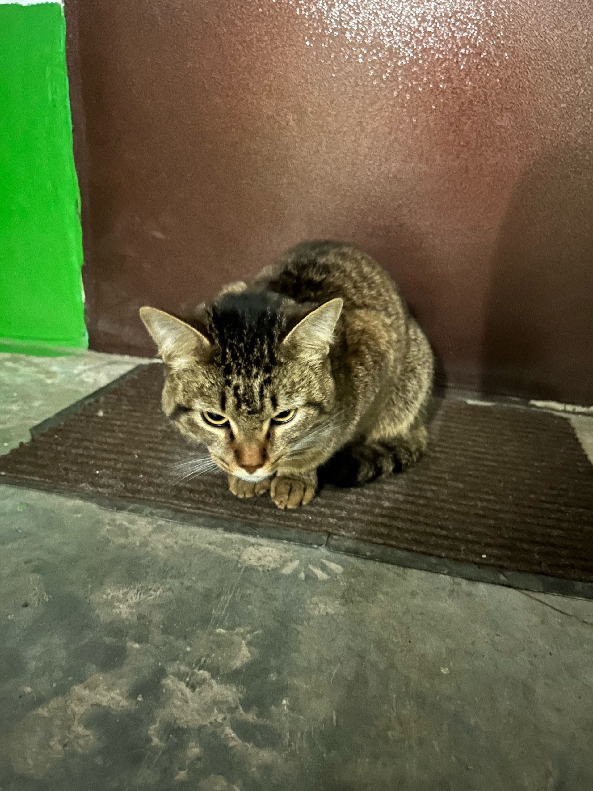 Найдена кошка в Стерлитамаке — фото объявления