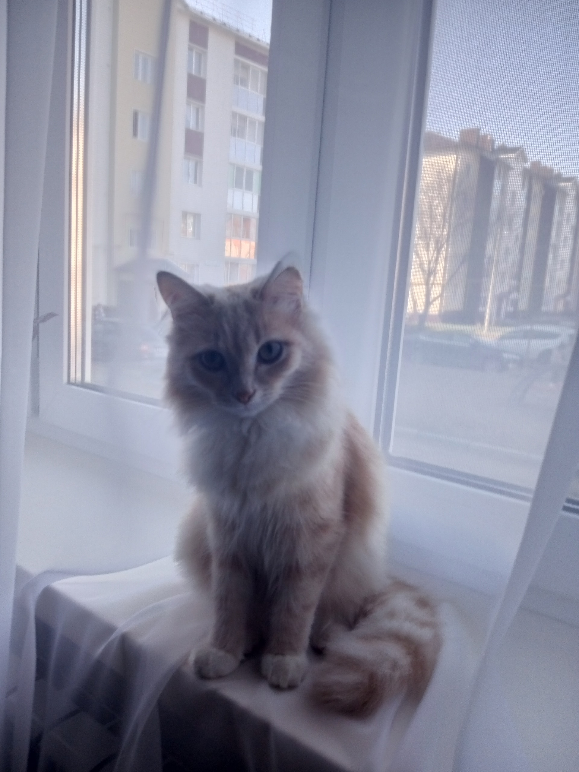 Найдена кошка в Стерлитамаке — фото объявления