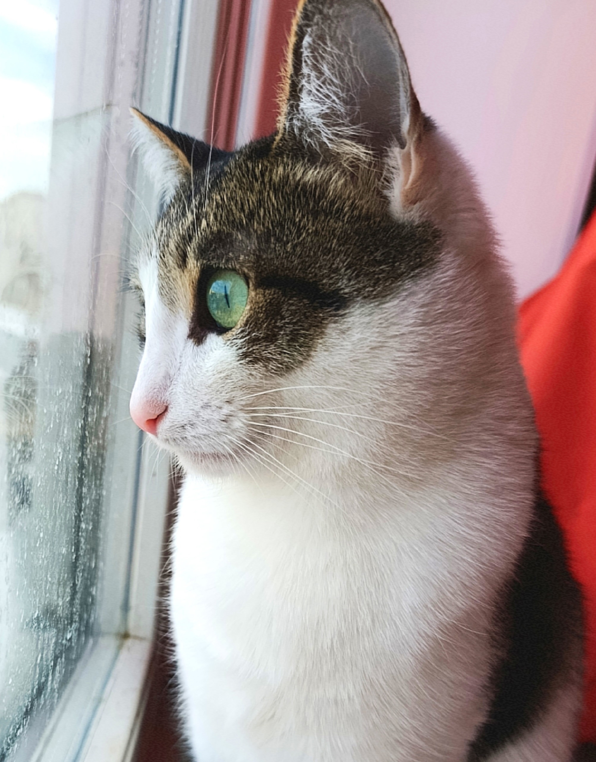 Найден питомец в Другие города