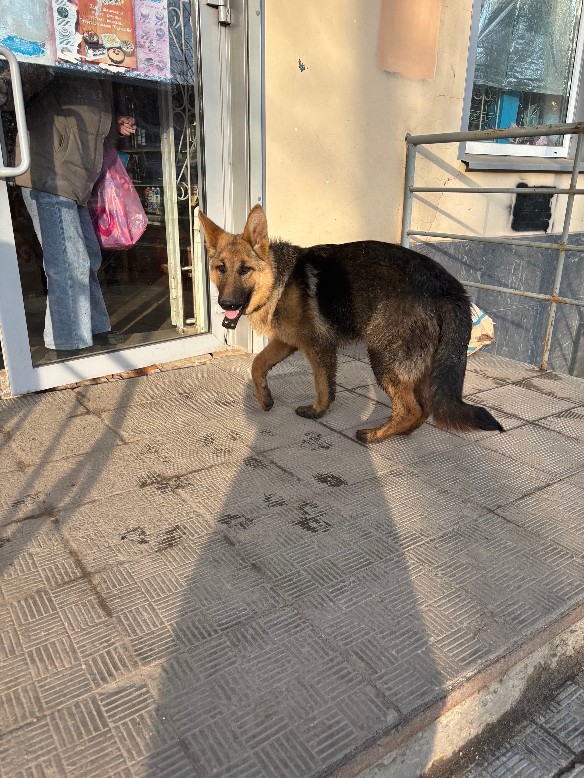 Найдена собака в Другие города