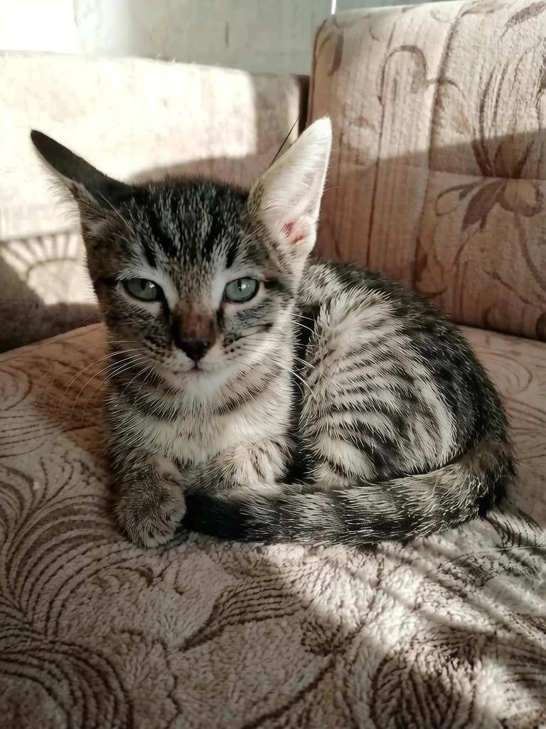 Найдена кошка в Других городах — фото объявления