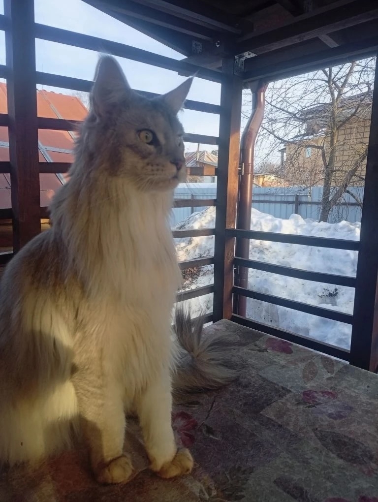 Найдена кошка в Других городах — фото объявления