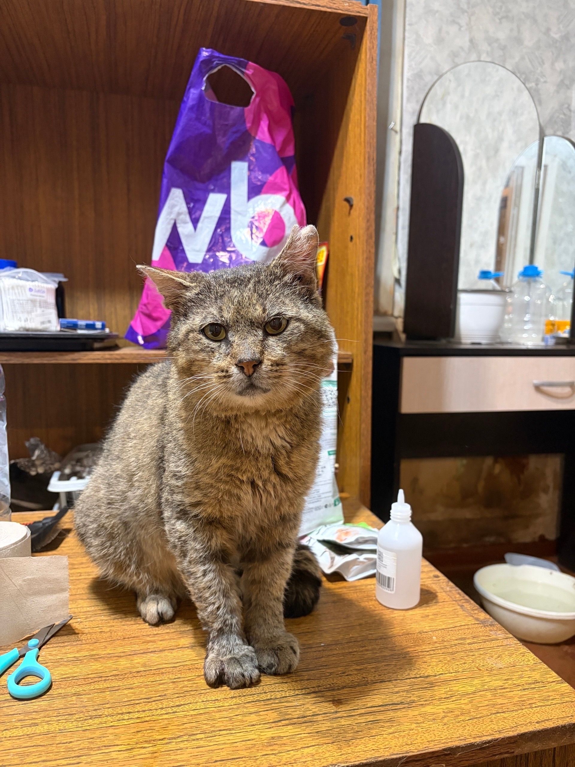 Найденная кошка в Архангельске Найдена кошка в Архангельске — фото объявления