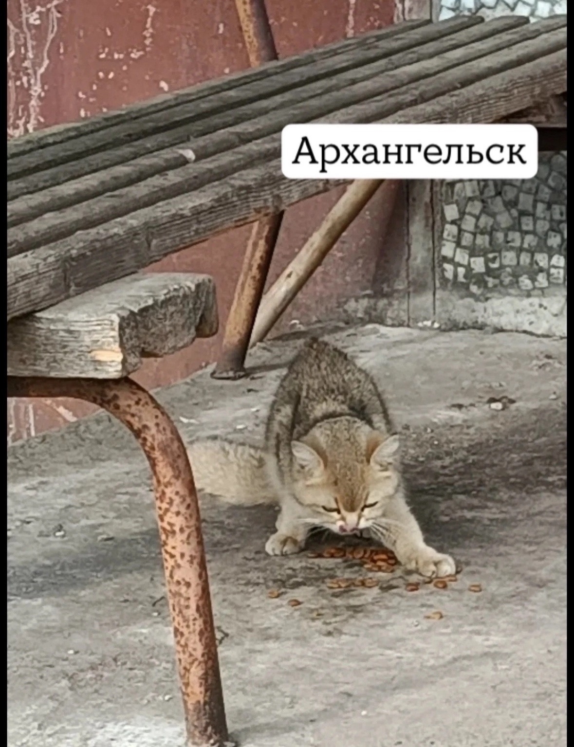 Найденная собака в Архангельске Найдена собака в Архангельске — фото объявления