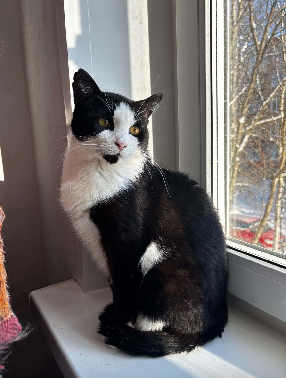 Пропала кошка в Архангельске — 🐾 МИША: ГЕРОЙ, КОТОРЫЙ ОЧЕНЬ ЖДЁТ СВОЕГО ЧЕЛОВЕКА И СВОЙ ДОМ 🏠