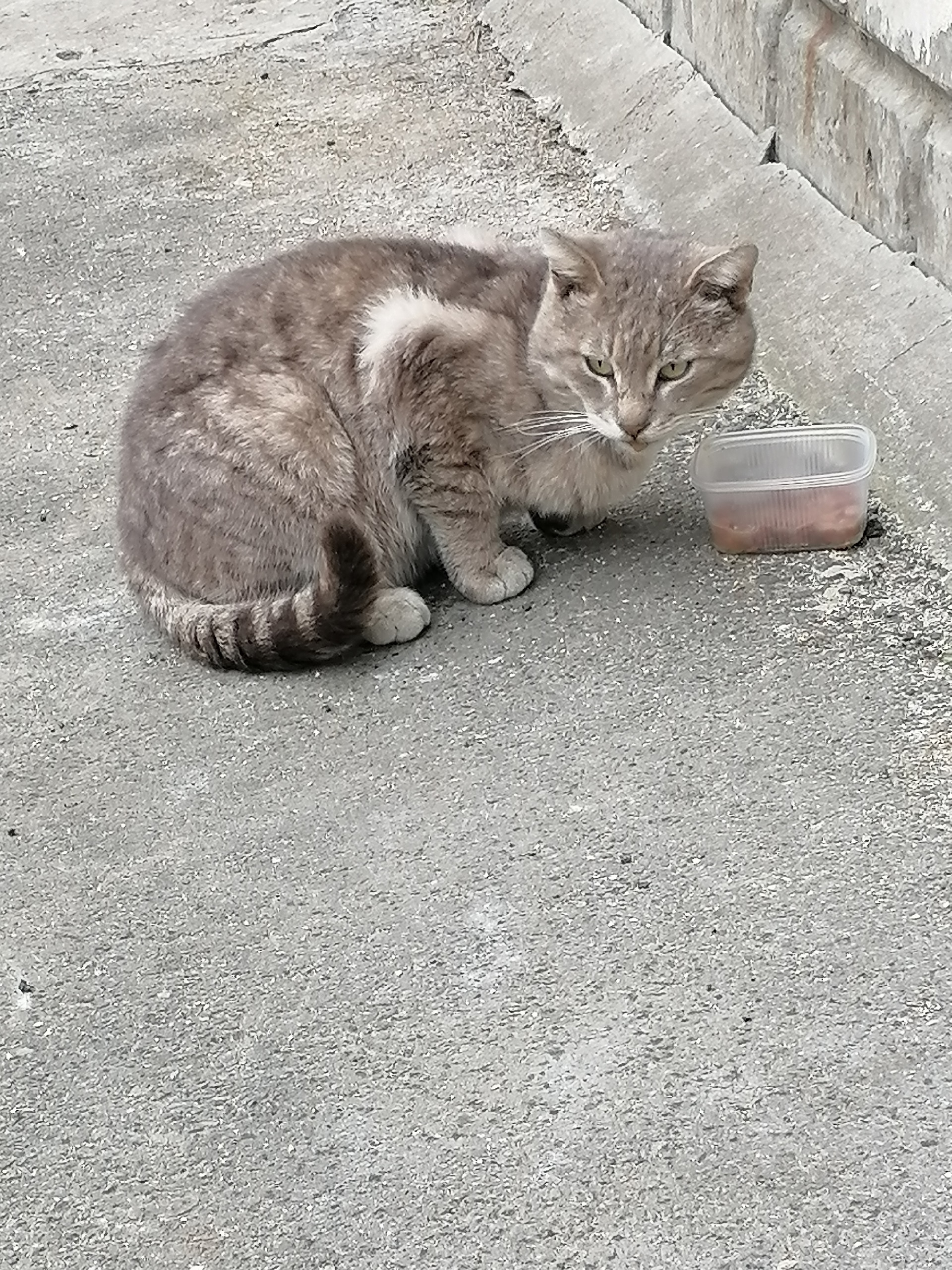 Пропала кошка в Архангельске — фото объявления