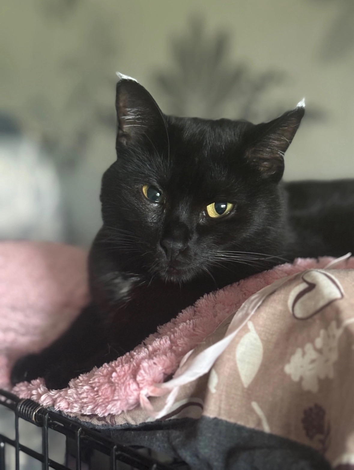 Пропала кошка в Архангельске — фото объявления