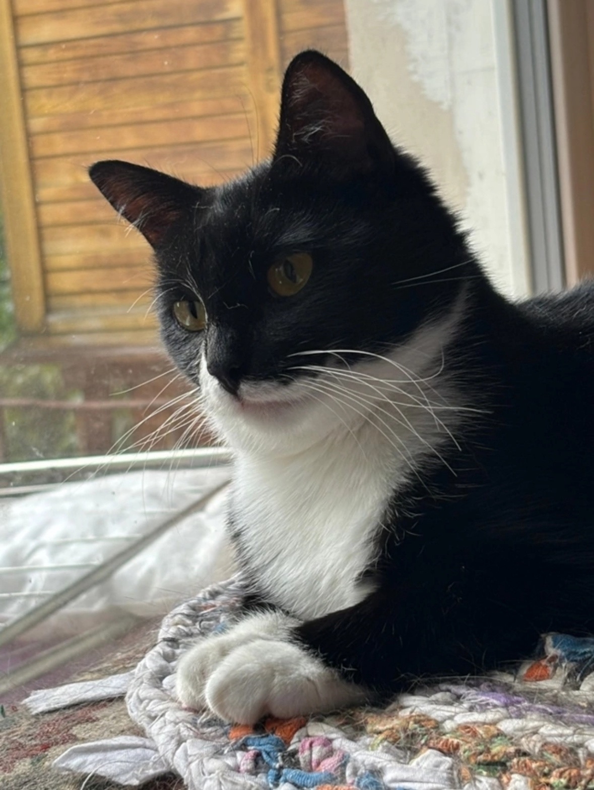 Пропала кошка в Архангельске — фото объявления