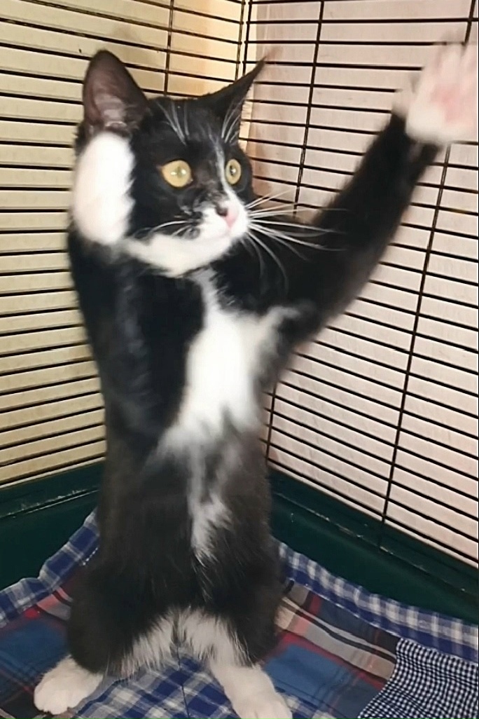 Найдена собака в Архангельске — фото объявления