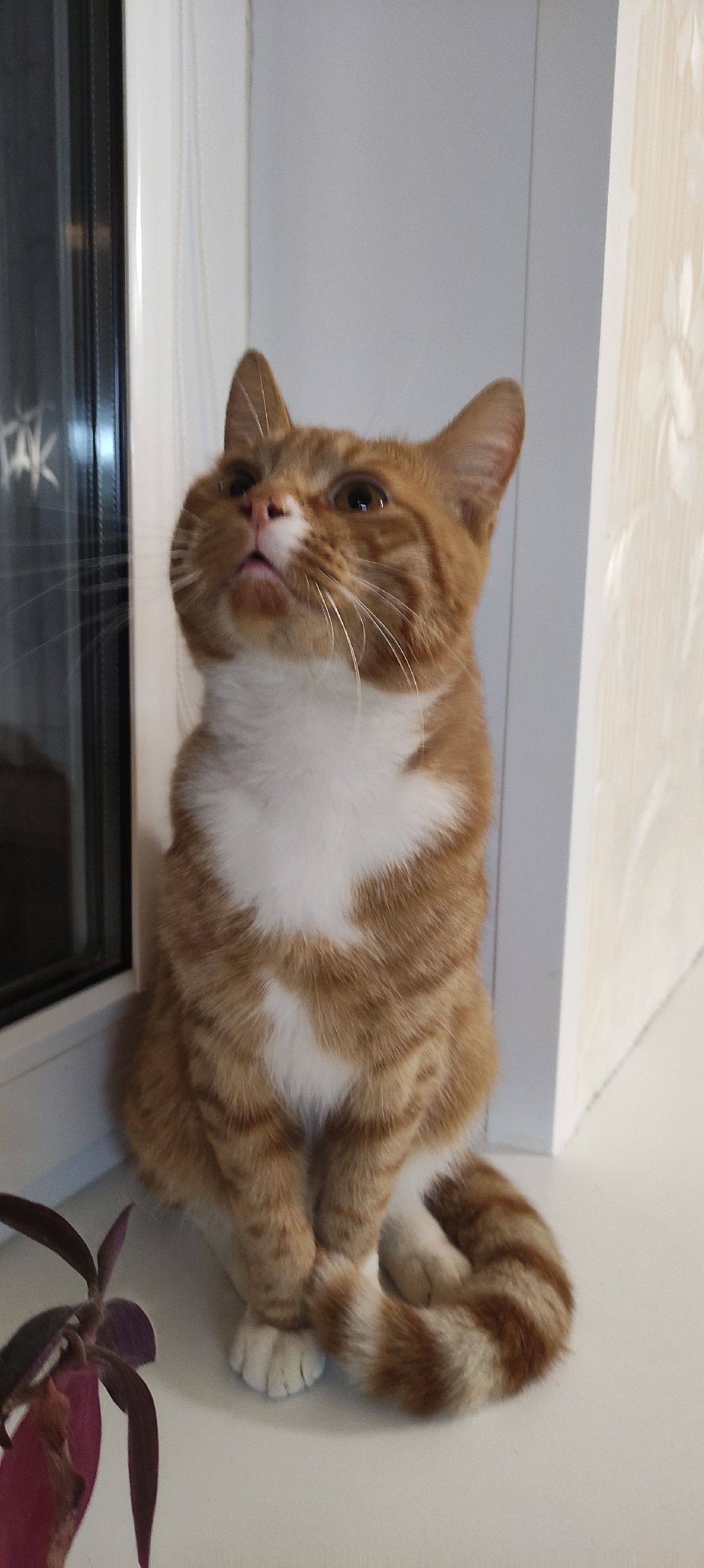 Найдена кошка в Архангельске — фото объявления