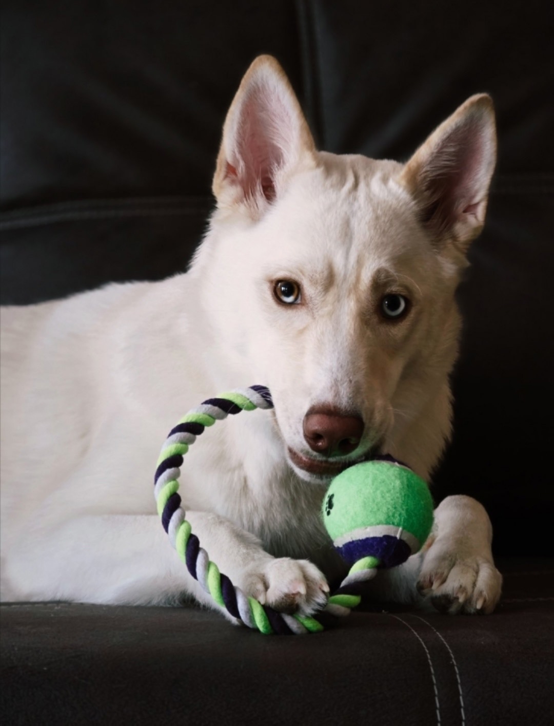 Найдена собака в Архангельске — фото объявления