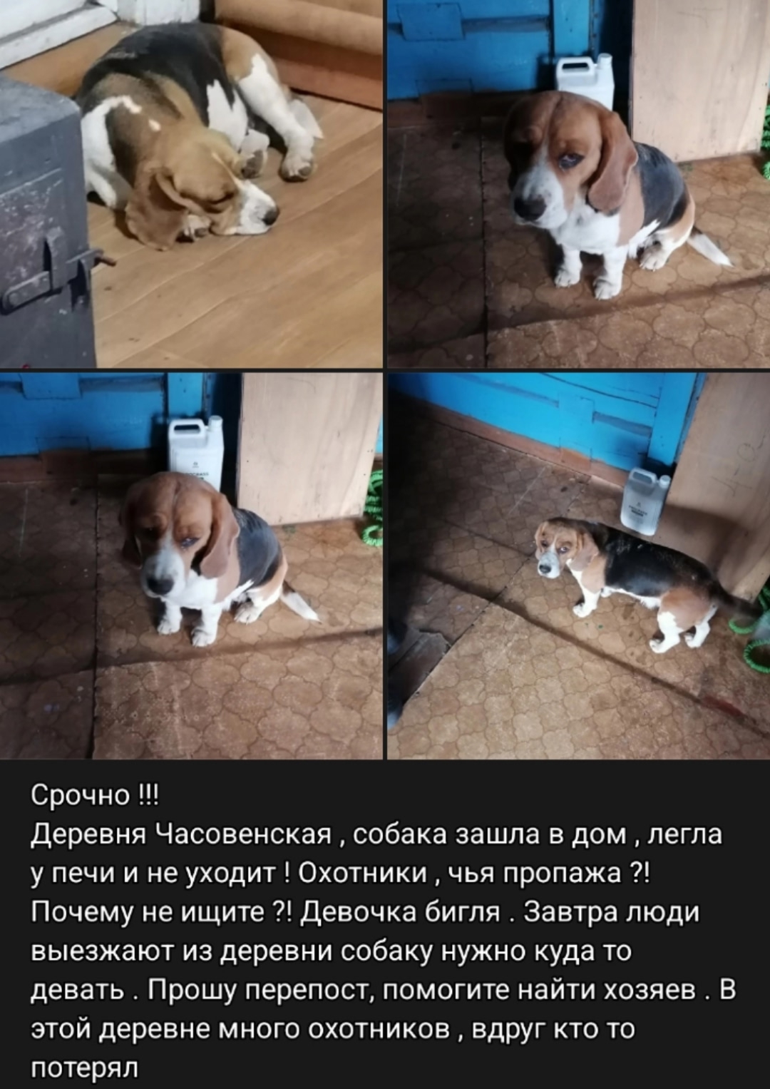 Объявление о питомце в Архангельске — фото объявления