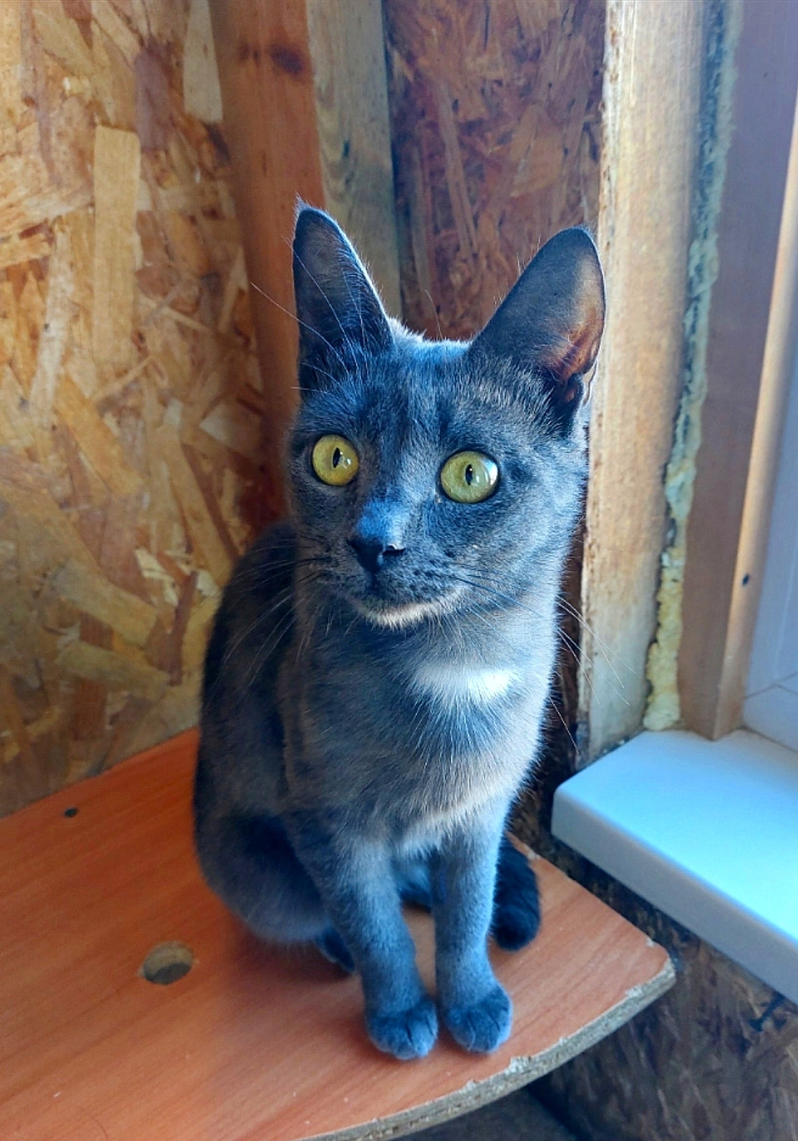 Найдена собака в Энгельсе — фото объявления