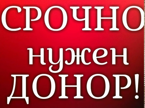 Найдена кошка в Энгельсе — фото объявления