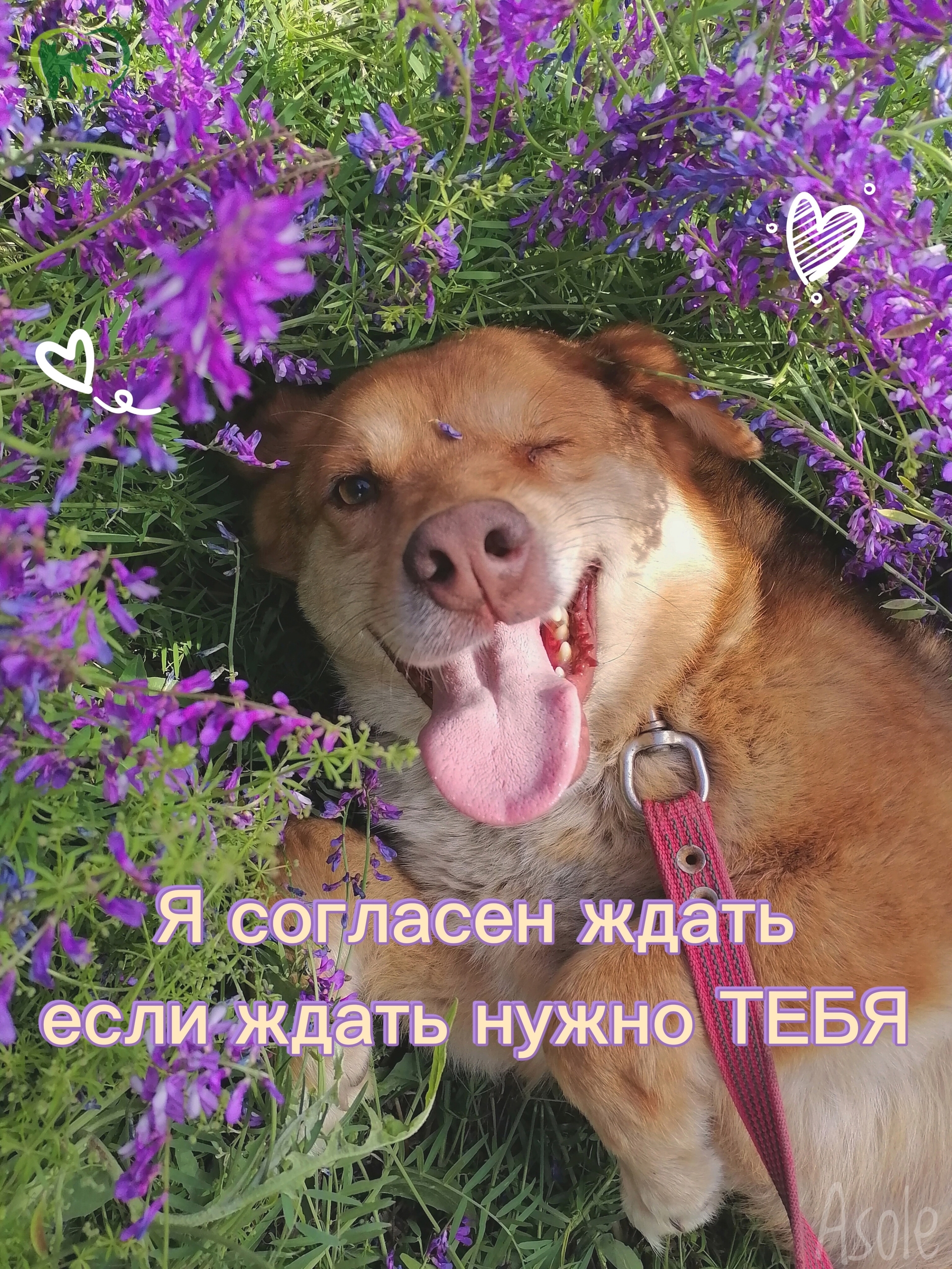 Объявление о питомце в Энгельсе Объявление о питомце в Энгельсе — фото объявления