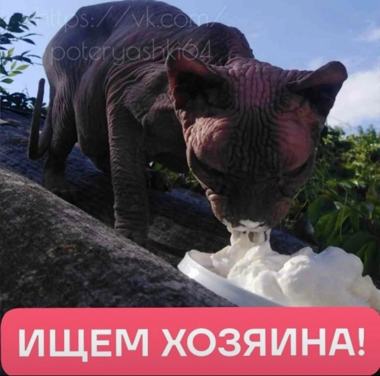 Найдена кошка в Энгельсе — фото объявления