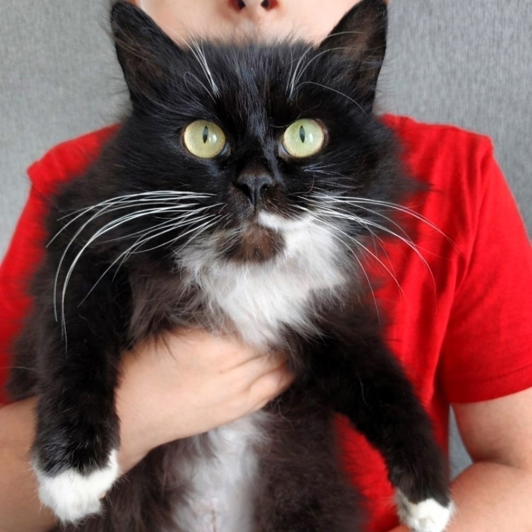 Объявление о питомце в Одинцове — Питер и область.