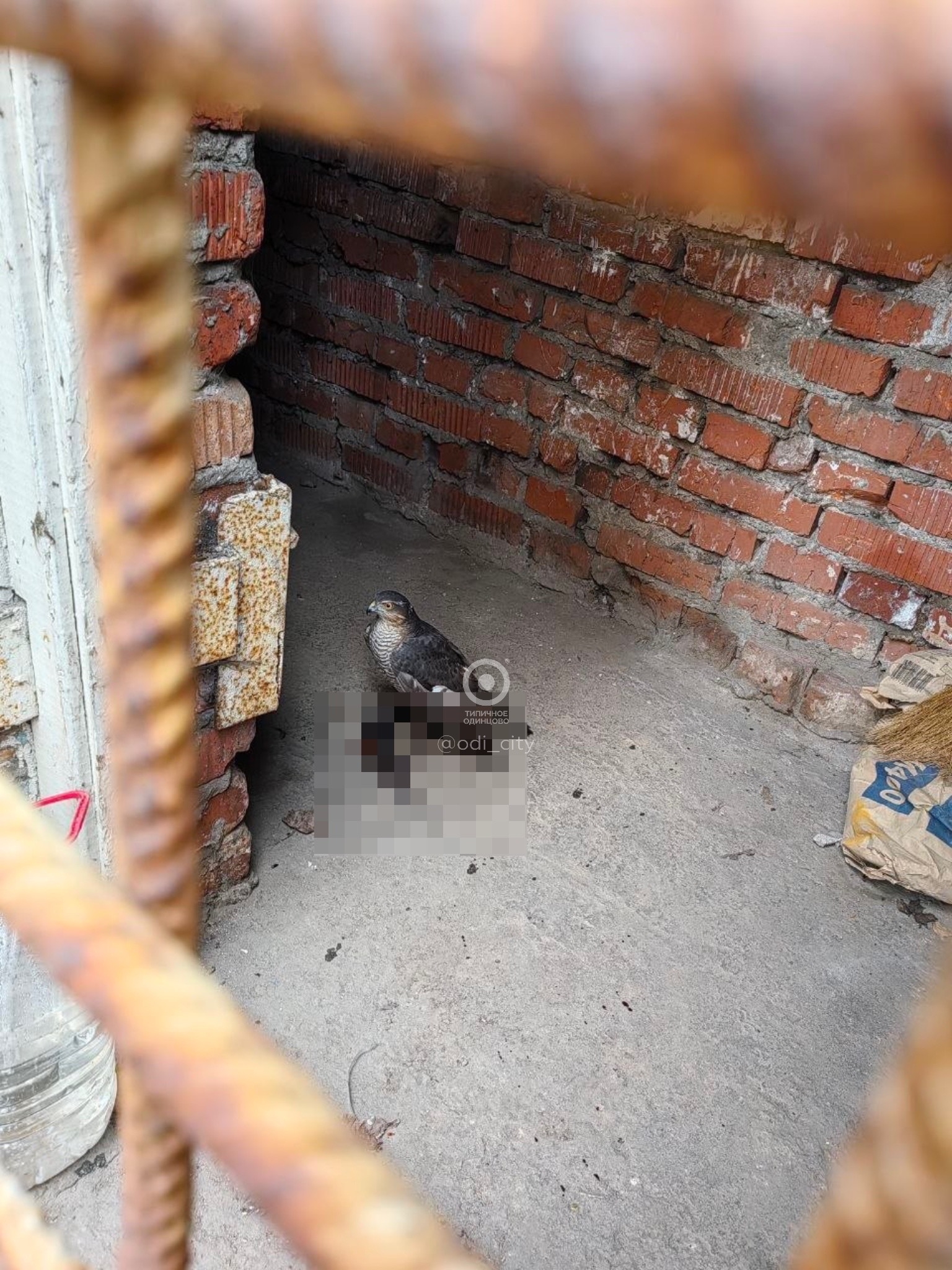 Объявление о питомце в Одинцове — Объявление о питомце в Одинцово