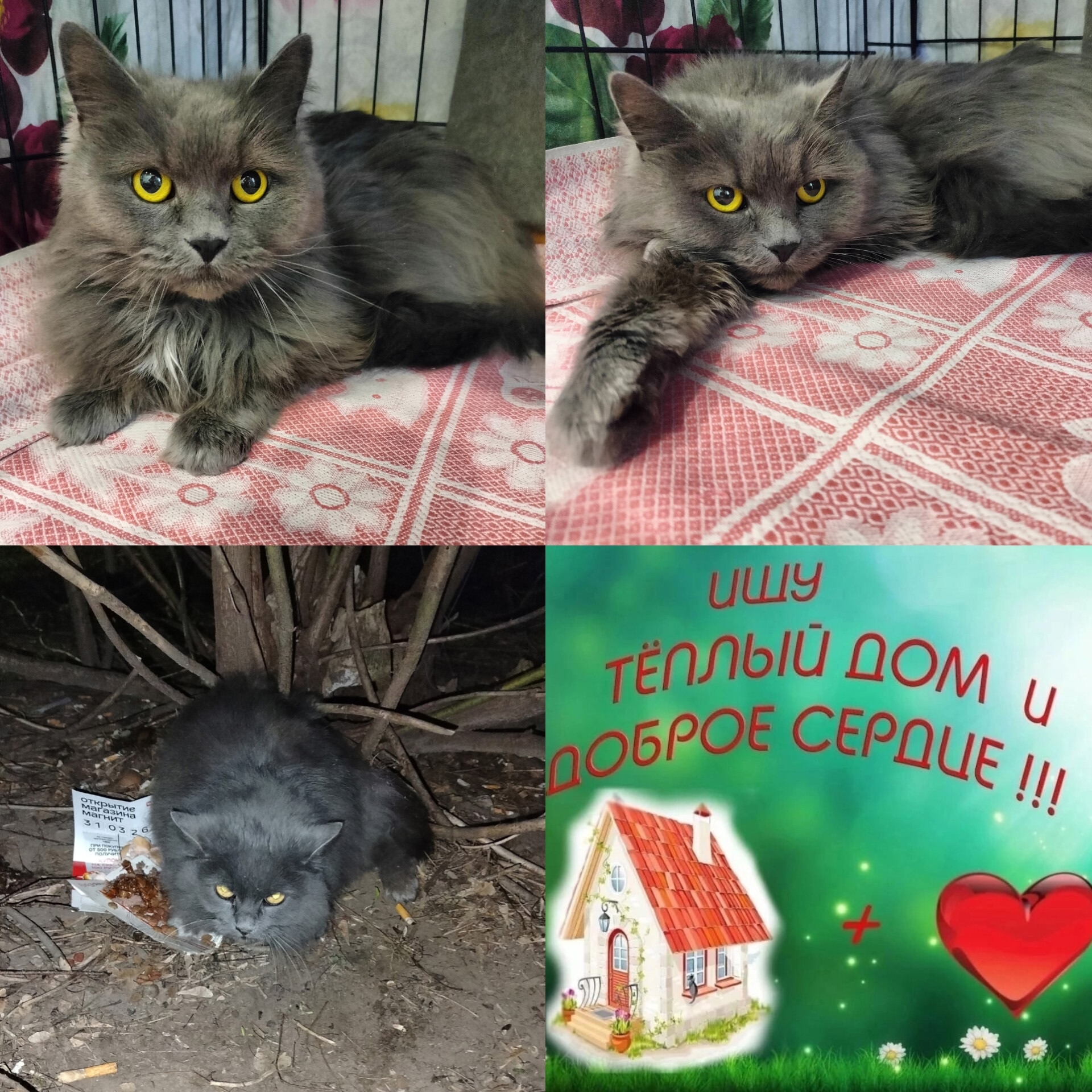 Найденная кошка в Одинцове Найдена кошка в Одинцове — фото объявления