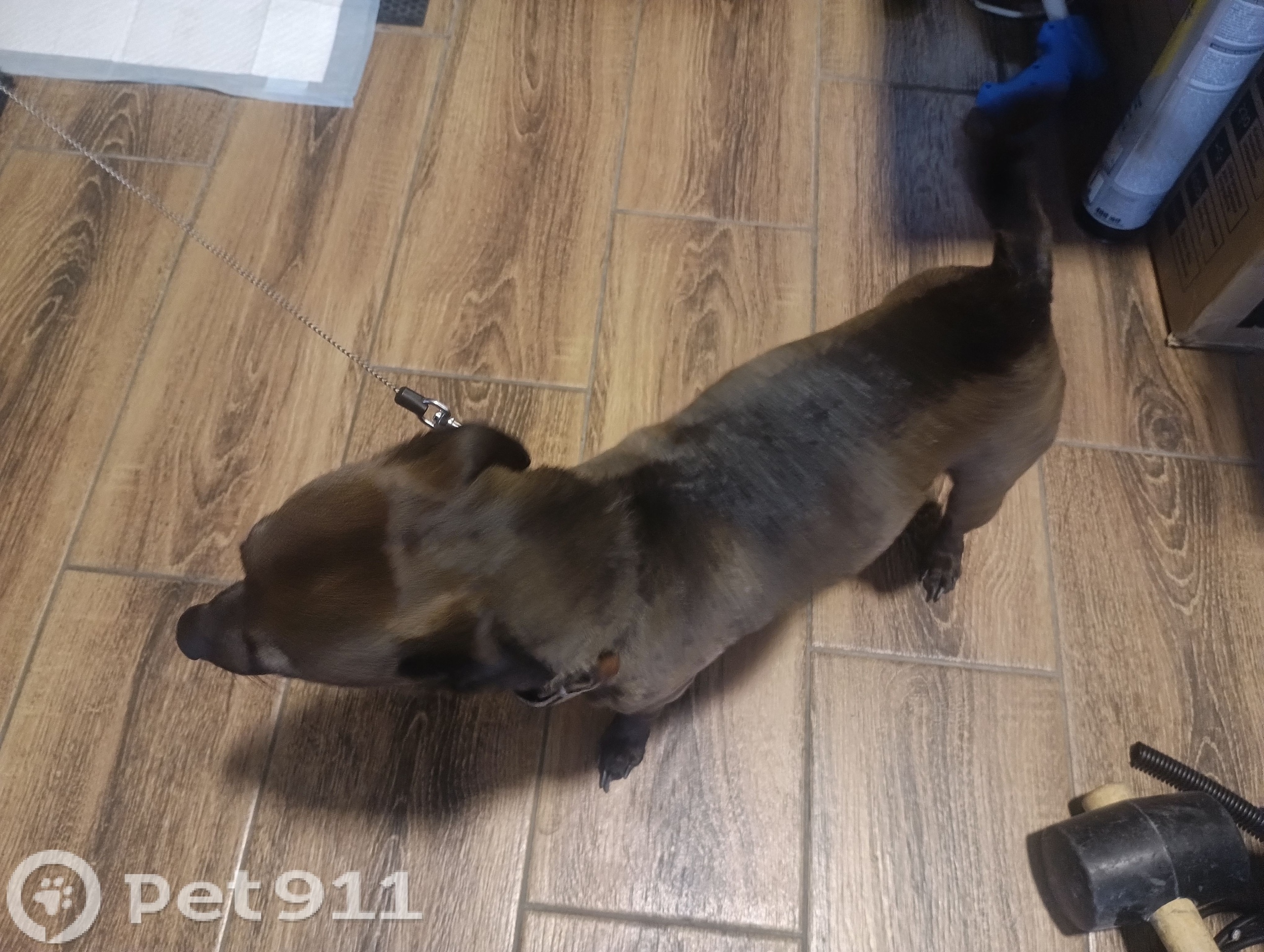 Найдена собака в Петрозаводске — фото объявления