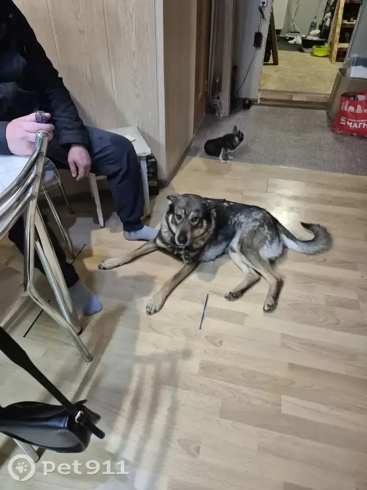 Найдена собака в Петрозаводске — фото объявления