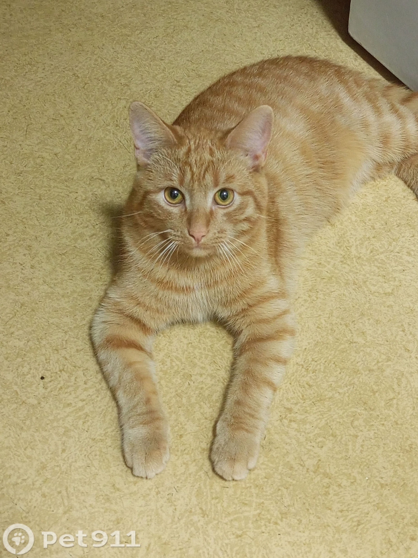 Найдена кошка в Петрозаводске — фото объявления