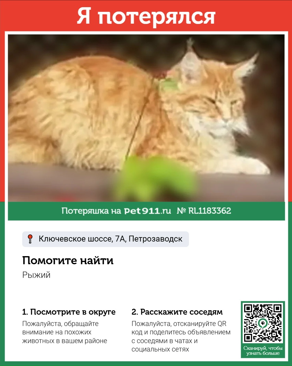 Найдена кошка в Петрозаводске — фото объявления