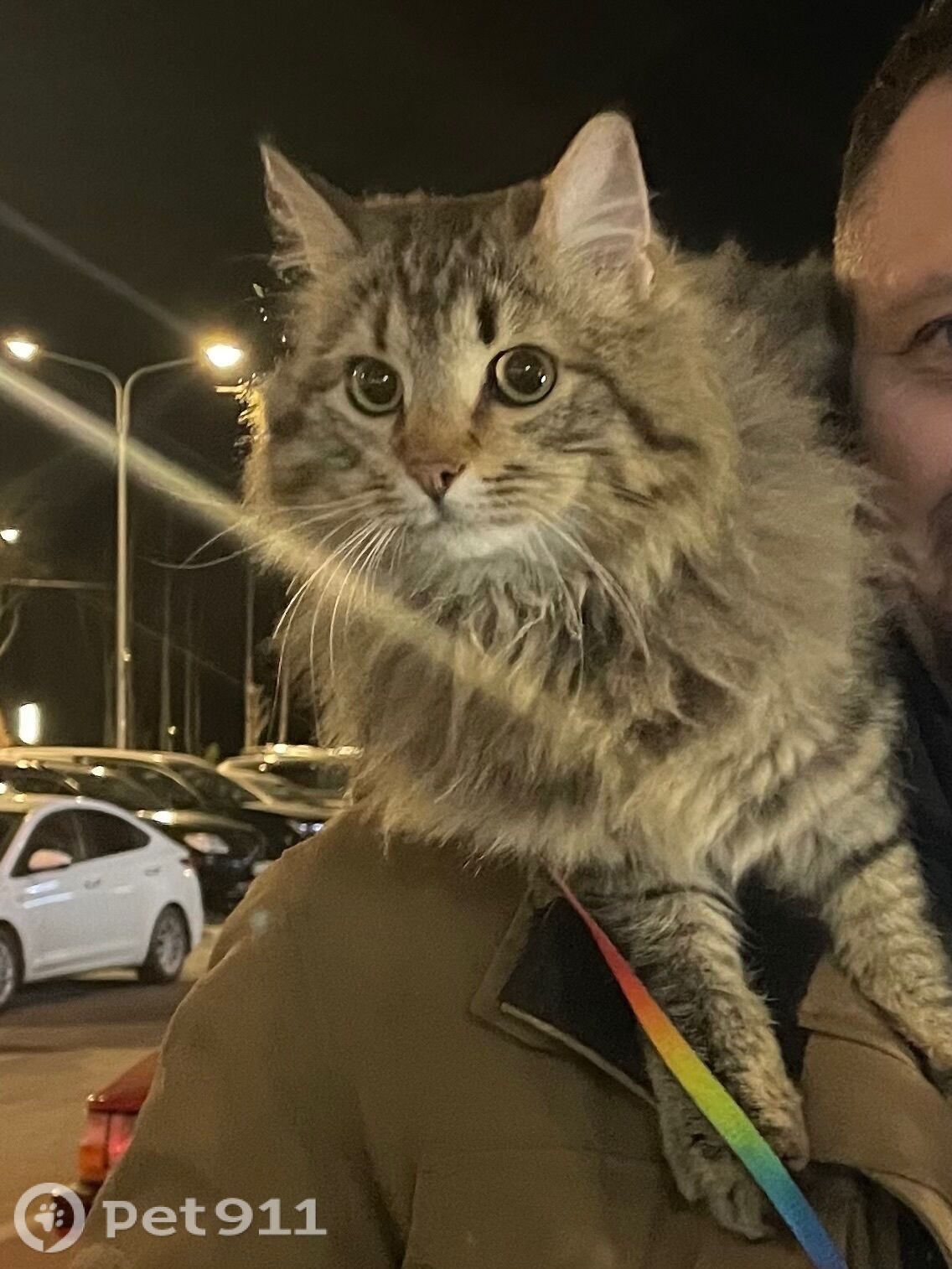 Найдена кошка в Петрозаводске — фото объявления