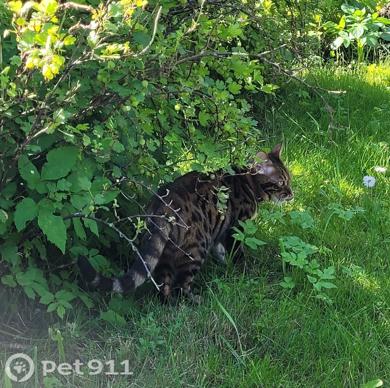 Найдена кошка в Петрозаводске — фото объявления