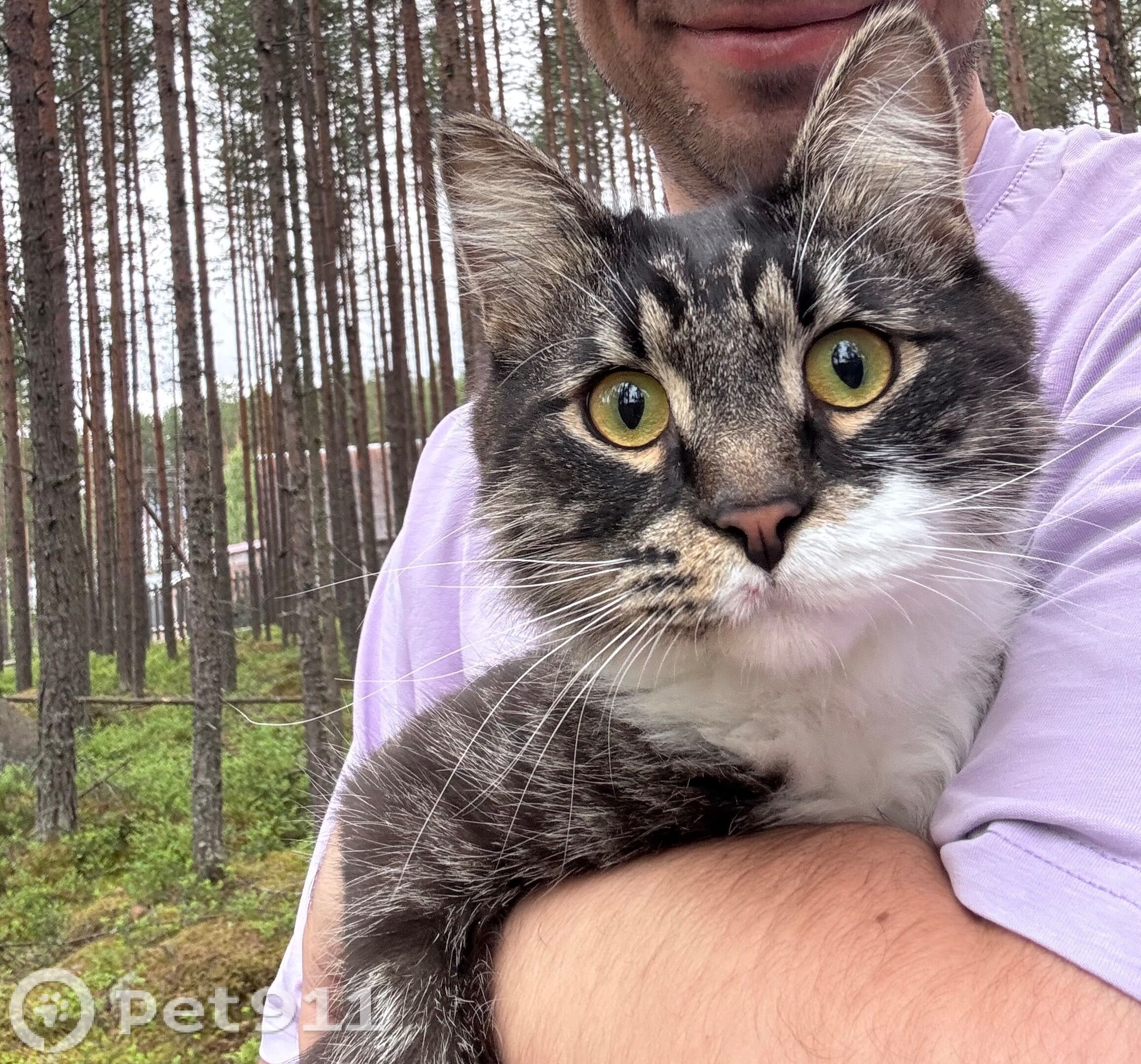 Найдена кошка в Петрозаводске — фото объявления