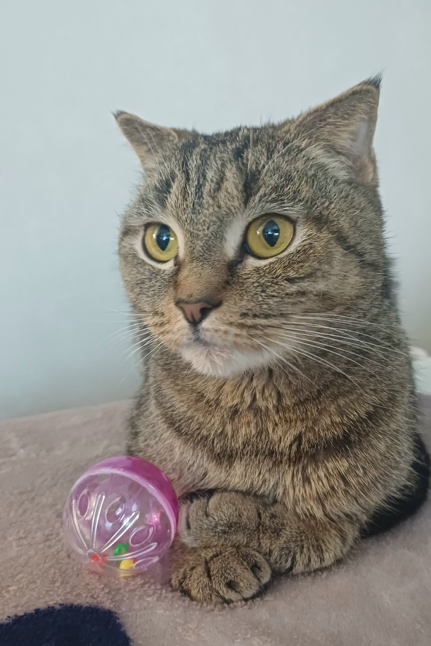 Пропала кошка в Нижнекамске — Не подопечная фонда